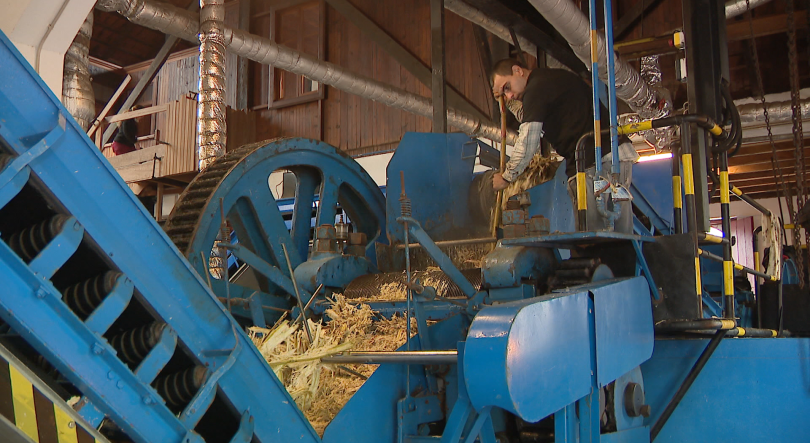 Imagem de Engenhos do Norte esperam moer 3.200 toneladas de cana (vídeo)
