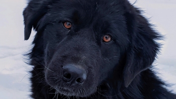 Imagem de Parlamento recomenda urgência na proteção animal em situações de catástrofe