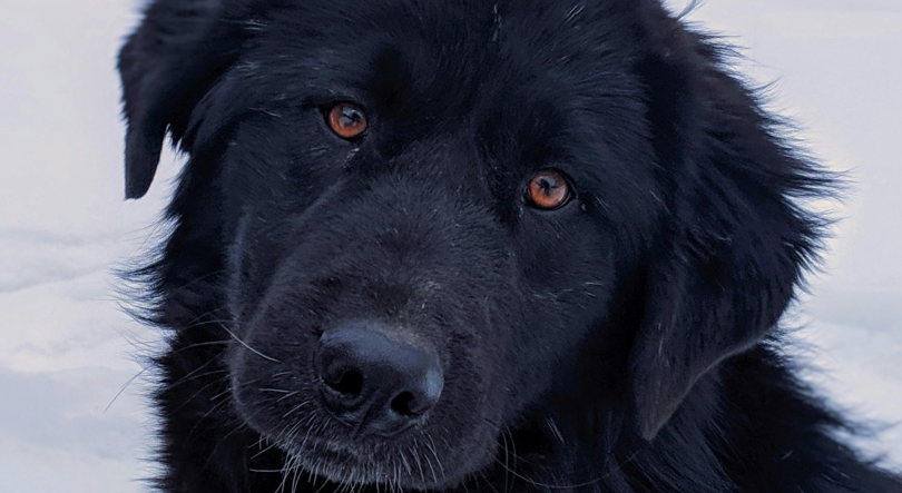 Imagem de Parlamento recomenda urgência na proteção animal em situações de catástrofe