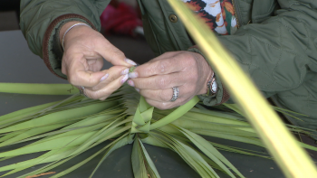 Imagem de Preservar tradição dos palmitos do Domingo de Ramos (vídeo)