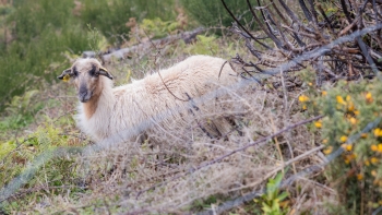 Imagem de Gado volta às serras em zonas delimitadas (vídeo)
