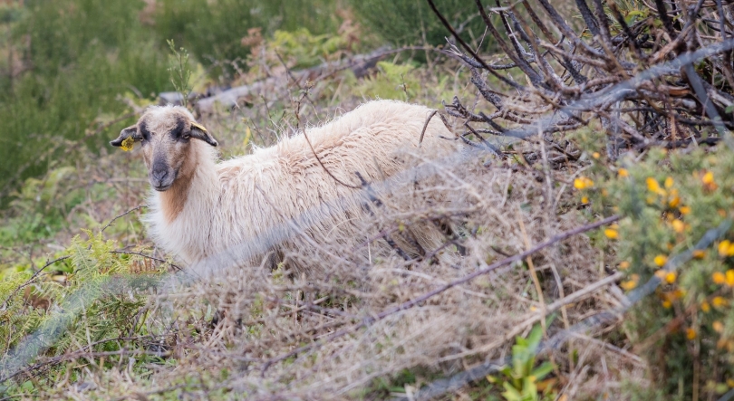 Imagem de Gado volta às serras em zonas delimitadas (vídeo)