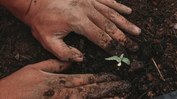Imagem de Formação agrícola capacita mais de 1.500 agricultores em oito anos (áudio)