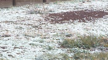 Imagem de Quantidade de neve abaixo da previsto (vídeo)