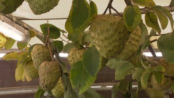 Imagem de Produção de anona marcada pelo mau tempo (vídeo)