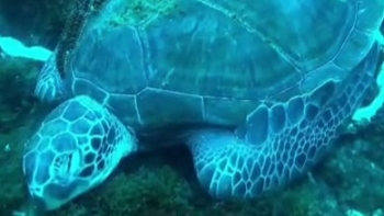 Imagem de Duas tartarugas marinhas colidiram com uma embarcação (áudio)