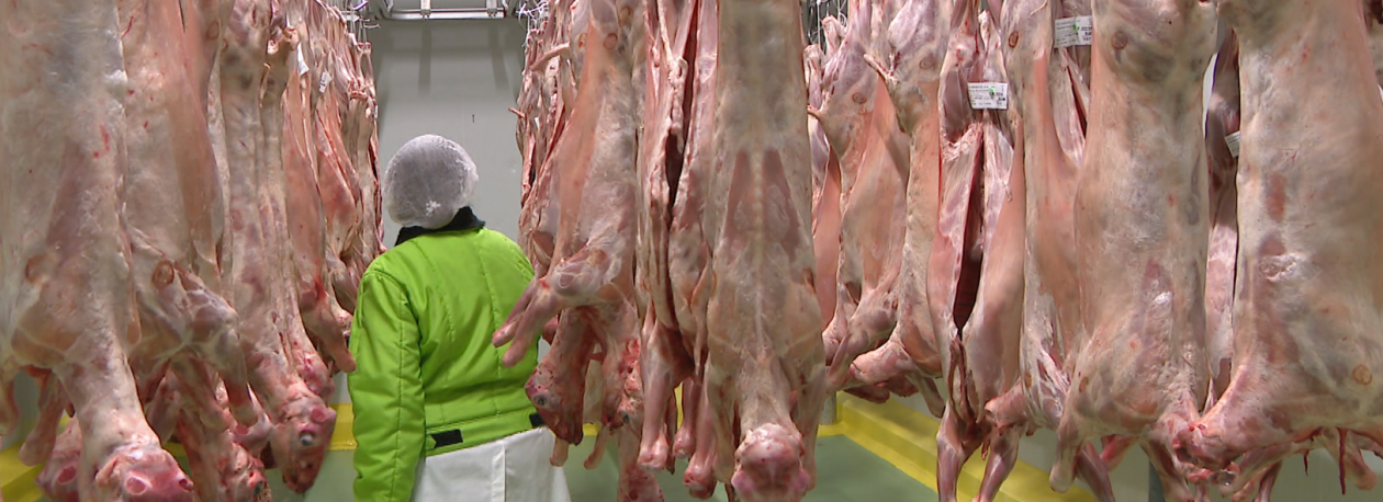 Imagem de Cabrito e borrego estão mais caros (vídeo)