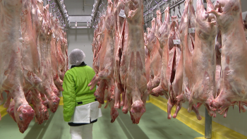 Imagem de Cabrito e borrego estão mais caros (vídeo)