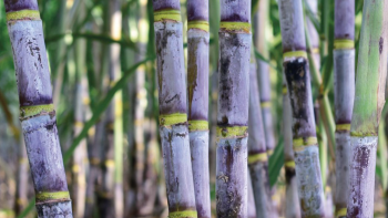 Imagem de Cana-de-açúcar volta a ser cortada na Quinta Grande, mas produção diminui (áudio)