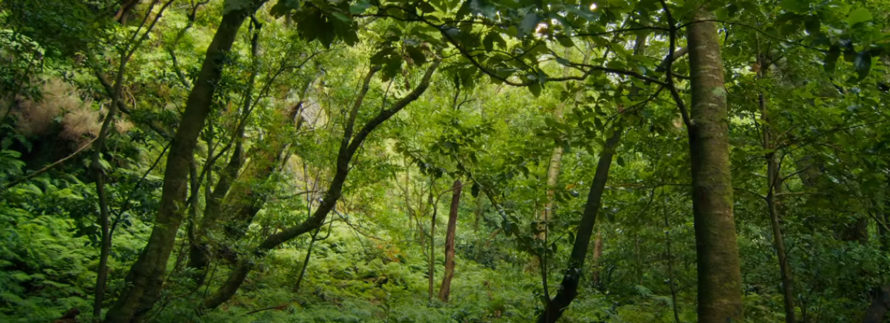Imagem de Albuquerque promete “mão dura” para os prevaricadores da floresta