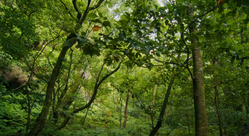 Imagem de Albuquerque promete “mão dura” para os prevaricadores da floresta