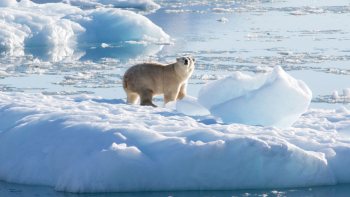 Imagem de Canadá, Suécia, Dinamarca e Noruega pedem respeito por governos do Ártico