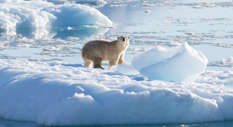 Imagem de Canadá, Suécia, Dinamarca e Noruega pedem respeito por governos do Ártico