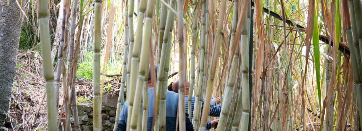 Imagem de Mais de 60% da cana-de-açúcar já foi colhida (vídeo)