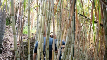 Imagem de Mais de 60% da cana-de-açúcar já foi colhida (vídeo)