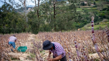 Imagem de Parlamento apreciou pedido do JPP sobre aumento do preço pago ao produtor de cana-de-açúcar (áudio)