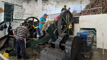 Imagem de Engenho da Calheta vai processar cerca de duas mil toneladas de cana (vídeo)