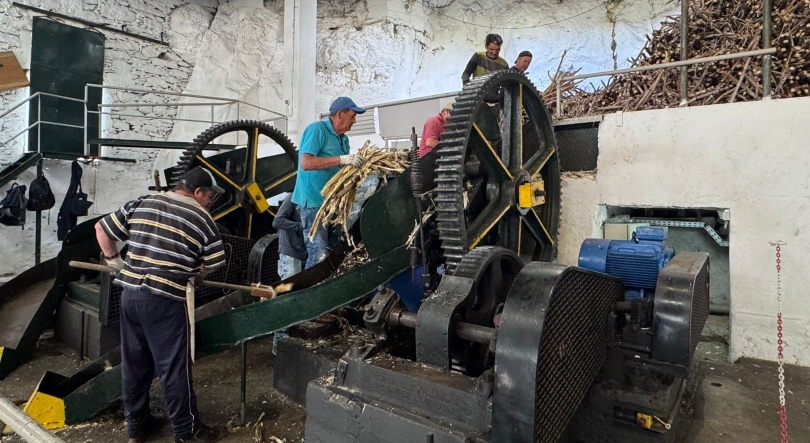 Imagem de Engenho da Calheta vai processar cerca de duas mil toneladas de cana (vídeo)