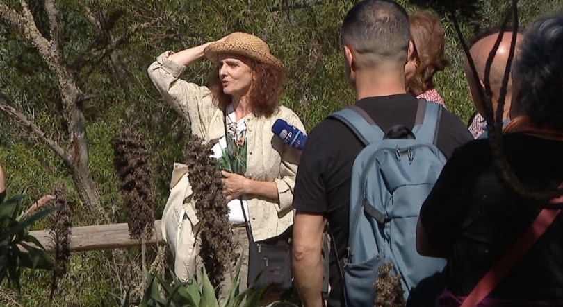 Imagem de Funchal promove formação sobre plantas nativas do litoral da Madeira (áudio)