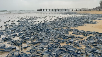 Imagem de Praia do Porto Santo está coberta de “veleiros” (vídeo)