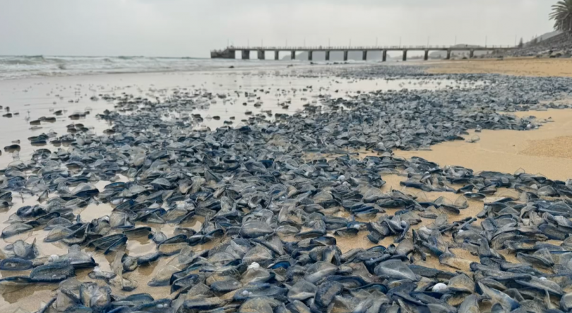 Imagem de Praia do Porto Santo está coberta de “veleiros” (vídeo)