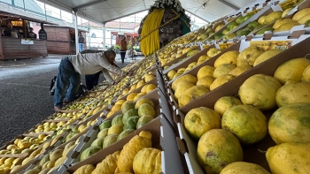 Imagem de Festa do Limão em Santana destaca desafios e qualidade da produção (vídeo)
