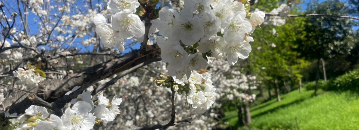 Imagem de Cerejeiras do Jardim da Serra já estão em flor (vídeo)