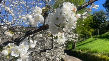 Imagem de Cerejeiras do Jardim da Serra já estão em flor (vídeo)