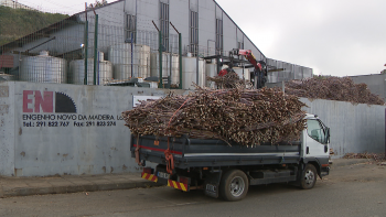 Imagem de Engenho Novo da Madeira esperar receber 2 mil toneladas de cana (vídeo)