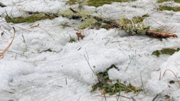 Imagem de Voltou a cair neve no picos mais altos da Região (áudio)