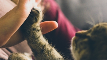 Imagem de União Europeia atualiza regras para circulação de animais de estimação