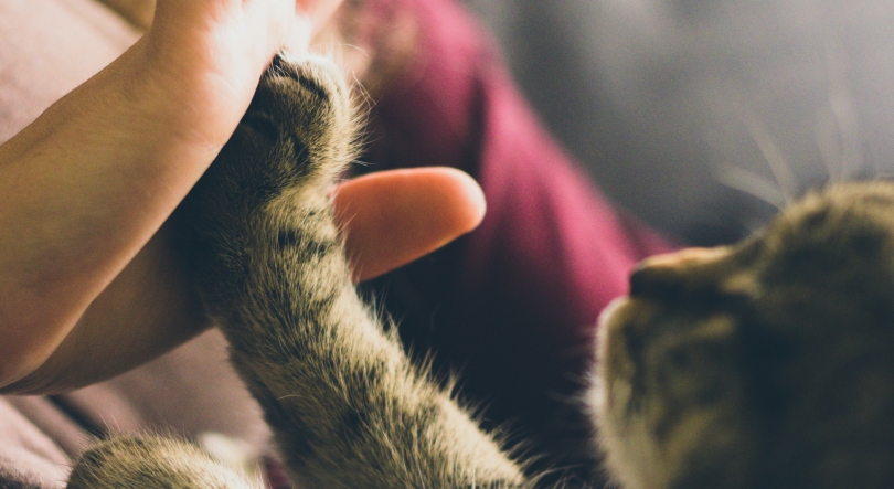 Imagem de União Europeia atualiza regras para circulação de animais de estimação