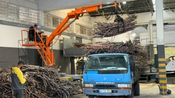 Imagem de Engenhos da Região já laboraram 2,7 mil toneladas de cana-de-açúcar (vídeo)