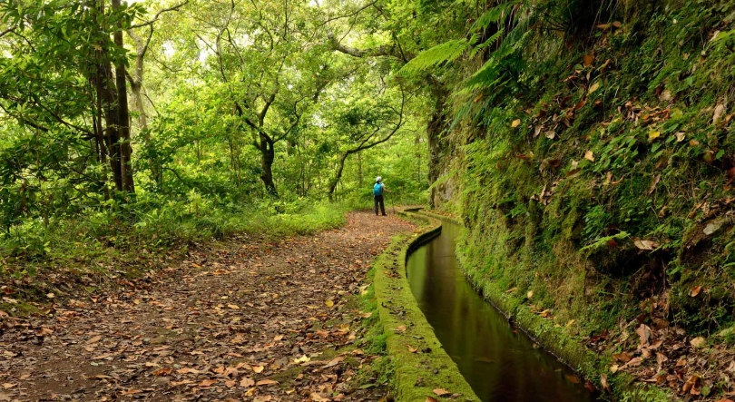 Imagem de Levada do Rei reabre amanhã depois de ter estado fechada cerca de um mês