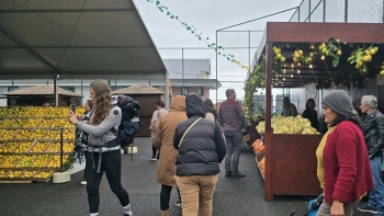 Imagem de Escoamento é o principal problema dos produtores de limão (vídeo)