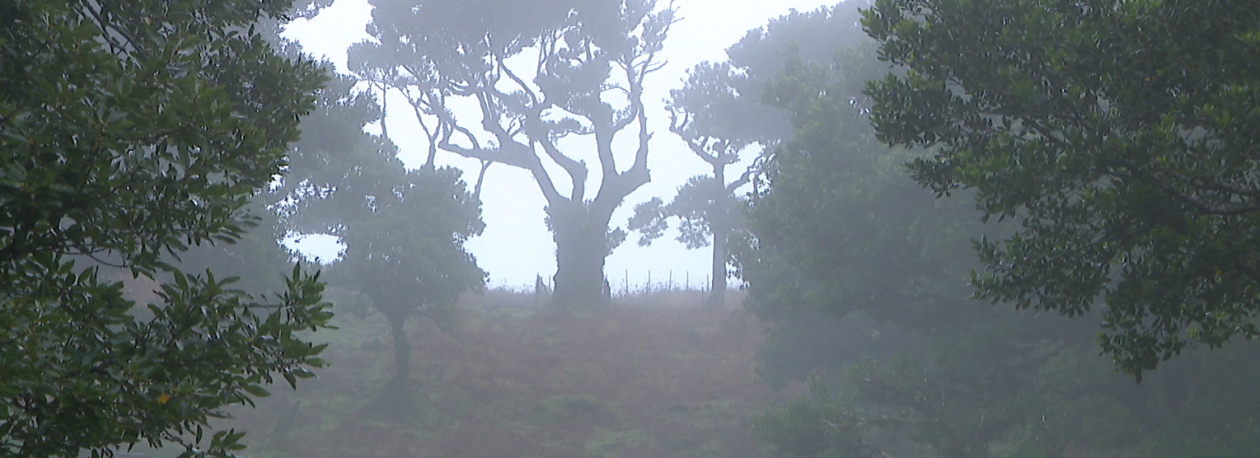Imagem de Turista estrangeiro morreu após queda de 40 metros no Fanal