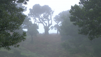 Imagem de Turista estrangeiro morreu após queda de 40 metros no Fanal