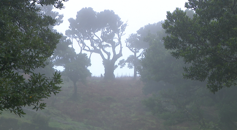 Imagem de Turista estrangeiro morreu após queda de 40 metros no Fanal