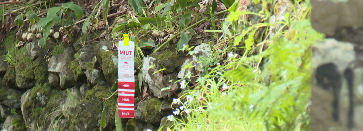 Imagem de Voluntários marcam 150 quilómetros de trilhos com milhares de fitas (vídeo)