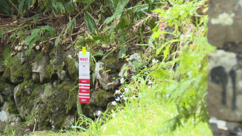 Imagem de Voluntários marcam 150 quilómetros de trilhos com milhares de fitas (vídeo)