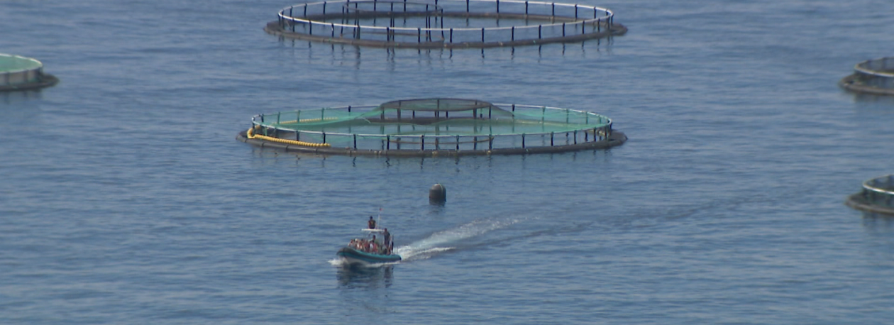 Imagem de Empresas estudam instalação de jaulas submersas na Madeira (vídeo)