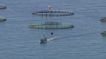 Imagem de Empresas estudam instalação de jaulas submersas na Madeira (vídeo)
