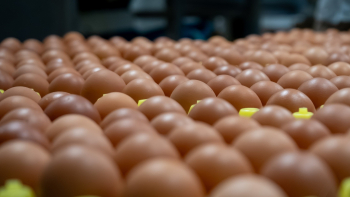 Produção de ovos e a carne de frango aumentaram, enquanto o gado abatido e a pesca diminuíram