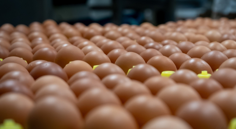 Produção de ovos e a carne de frango aumentaram, enquanto o gado abatido e a pesca diminuíram