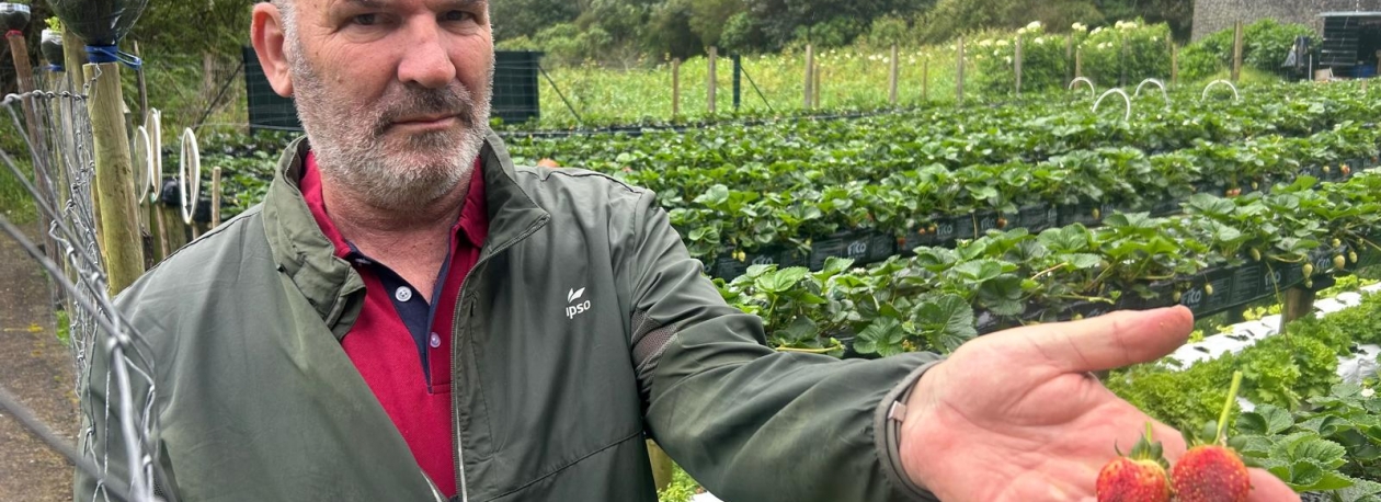 Imagem de Chuva e frio causam prejuízos na produção de morangos (vídeo)