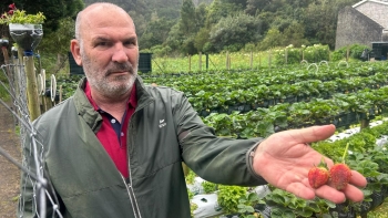 Chuva e frio causam prejuízos na produção de morangos (vídeo)