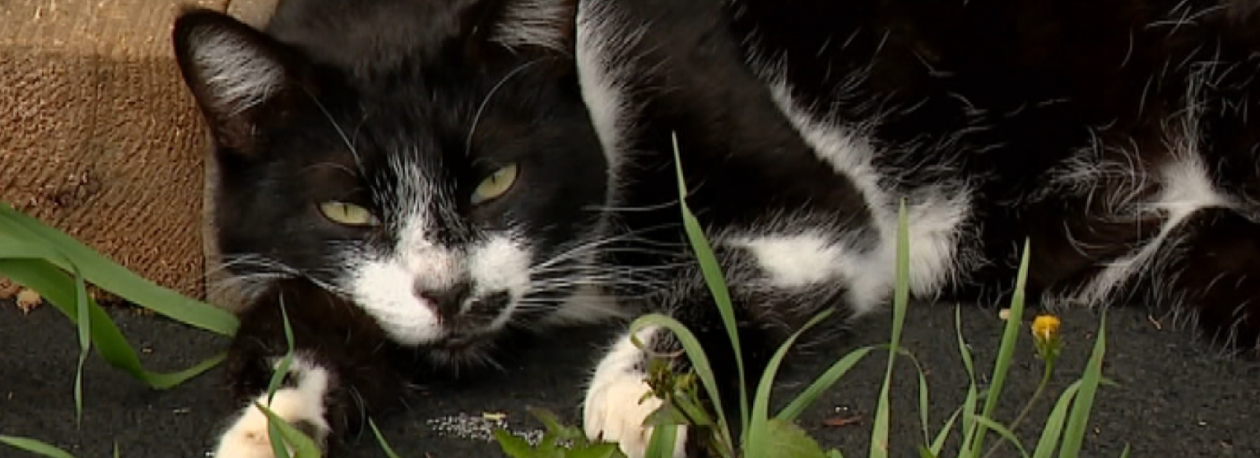 Abandono de animais de estimação continua a ser um problema (vídeo)