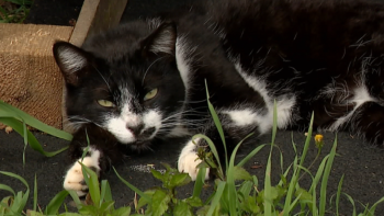Abandono de animais de estimação continua a ser um problema (vídeo)