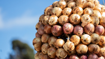 Cebola tem melhor qualidade mas a produção ainda é fraca (áudio)