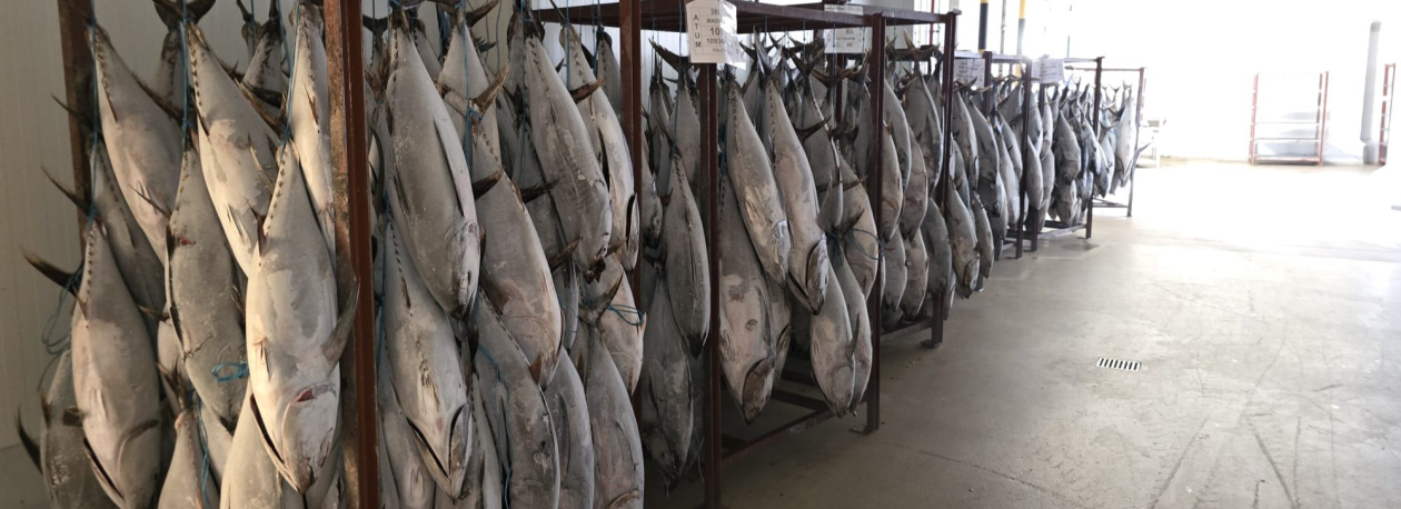 Pescadores temem que avaria comprometa qualidade do peixe (vídeo)